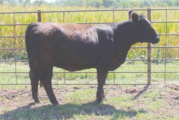 1 This purebred is bred to W/C Lock N Load 436D 3182209. Due early Feb.