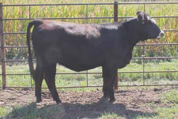 4 60.3 86.7 4.8 20 50.1 16.3 17.8-0.43-0.02-0.113 0.57 112.6 61.7 A purebred that s sure to add nothing but quality to your herd.