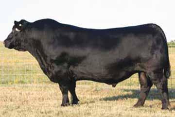 BRED S/PAIRS 9 SLSF AUTUMN 6D ASA #: 3266096 7/12/16 6D PB SM Consignor: WILSON SIMMENTALS R PLUS KING OF THE YUKON STN/SAS MR ZAC BROWN STN/SAS LADY BELLE HHS INTEGRATION Y46 HHS SWEET AUTUMN A3N