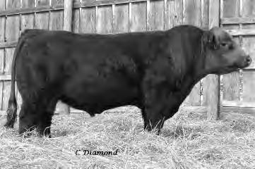WS Beef King Beef Maker x Dream On WS Beef Maker Shear Force x Red Ribeye CDI Endeavor SRS Right On x TNT Horizon Hook s Xpectation GW Predestined 701T x Shear Force HSF High Roller Gambler x Fortune