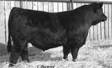 WS Beef King W107 has quickly proven his ability to sire extremely high performance progeny that possess sound feet and legs, thick tops and muscle in attractive packages.