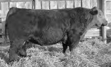 Semen available through Genex CRI HSF High Roller continues to amaze us with the birth to weaning spread on his progeny. He s an outcross to many of the popular sires in use today.