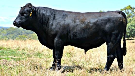 Lot 1 Born: 18/3/2014 BrewerBeef Dream On K001 Big powerful upstanding bull with extra length and a beautiful temperament.