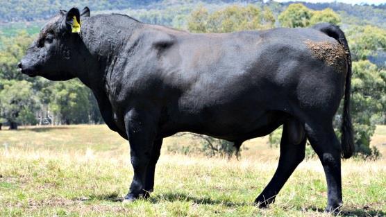 0 5 5 5 5 5 5 B 5 1 Lot 2 Born: 29/3/2014 BrewerBeef Dream On K004 K004's dam Y443 is one of our top cows, she is super productive and always produces a cracker.