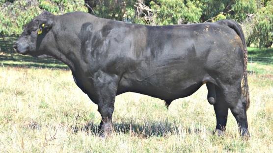 Lot 7 Born: 6/5/2014 Brewers Bandit S117 Brewers Heidi X326 Brewers Heidi U177 BrewerBeef Dream On K011 Only black baldy in the sale, great temperament, thick meaty medium framed bull out of X326 who
