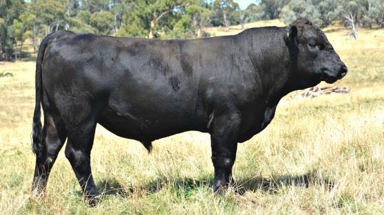 Lot 13 Born: 10/9/2014 TNT Tanker U263 Mr NLC Icon X0104 Ms NLC Stevie AR5267 BrewerBeef Icon K019 K019 is the only Icon son in the sale, he is a nice soft young bull out of one of the pick dams from