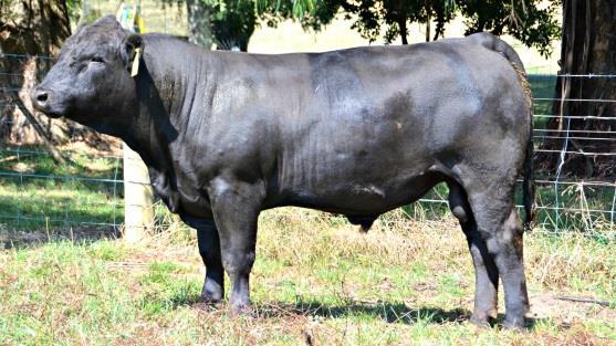 0 6 5 5 5 5 6 B- 5 2 Lot 14 Born: 16/10/2014 Circle T Antoinettes Star St Pauls Galaxy G439 St Pauls Ro Pear D271 BrewerBeef Galaxy K029 Solid red calf, his mother is one of the longest cows you will