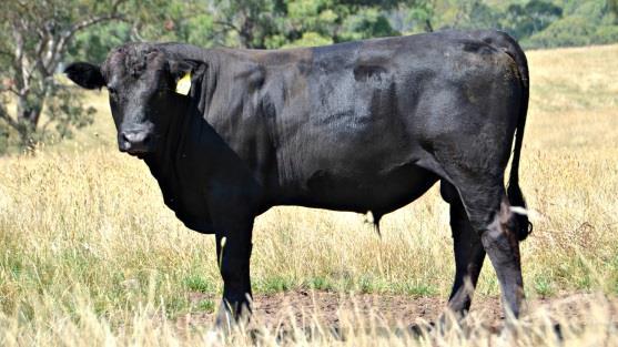 Lot 19 Born: 19/8/2014 GW Lucky Man 644N SD Lucky Man F511 Brewers Mishka Y443 BrewerBeef Lucky Man K016 Sired by F511, our low birthweight sire, this bull would make Angus breeders jealous.