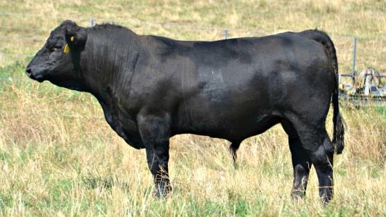 Lot 28 Born: 7/9/2014 Triple C Bettis S72J Lancaster Gringo G180 Lancaster Erica A302 BrewerBeef Bettis K017 An absolute cracker of a bull by Gringo, full of back and softness. Execptionally quiet.