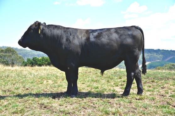 Lot 31 Born: 6/10/2014 GW Lucky Man 644N SD Lucky Man F511 Brewers Mishka Y443 BrewerBeef Lucky Man K026 Another bull carrying terrific length, very quiet, he will grow out to be a massive bull.