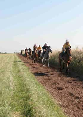 Horses 6 fit Thoroughbred racehorses were used - 4 mares and 2 geldings aged 2-7 years Experimental Protocol Horses exercised in pairs, twice on a 1200m (6 furlong)