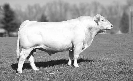 12 PERFORMAnCE: BW: 74 WW: 630 YW: 1028 * Fertility Tested, Selling Full Interest and Full Possession. * Excellent son of the very popular calving ease sire, Blue Grass.