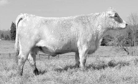 7 37 69 11 29 1.1 35 0.49 0.004 0.15 PERFORMAnCE: BW: 90 * Sells Open, a young female that can compete in show ring or for the front pasture.