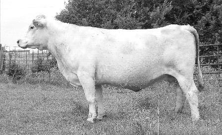 Consignor: Desco Charolais 8 BHD REALITY T3136 P CF MS REALITY 1200 PLD ET Polled 3/13/11 EF1140709 CJC ILLUSION N111 MD MS SILVERBOE J576 MS MAY CLASSIC BELL158ET LHD PERFECT ALI G1312 ET CJC MS
