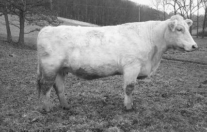 07 PERFORMAnCE: BW: 84 12A: Bull calf born 1/21/13, sired by LT Ledger 0332, the $105,000 herd sire.