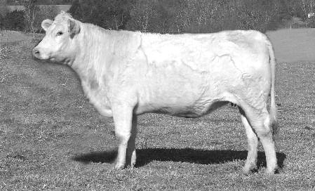 04 PERFORMAnCE: BW: 78 WW: 556 YW: 884 * Sells Bred A-I on 12/17/12 to LT Long Distance 9001, a calving ease sire. * A very stylish, thick-made, long-bodied Blend daughter.