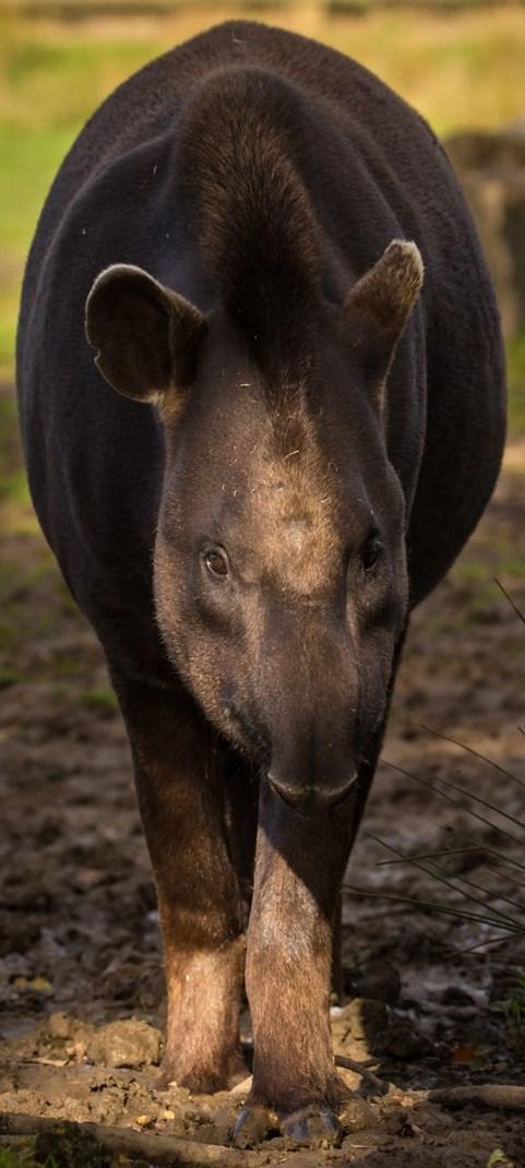 A tapir s closest relatives are.. and Tapirs live in They can hold their breath for up to.