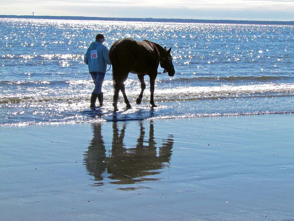 Life After Racing work and play: The author enjoys a relaxed moment with Nipa on a beach in Maine (above). The gelding approaches every new experience with a can-do attitude.