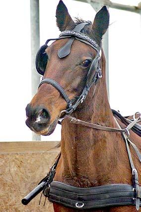 Nipas One, by Jate Lobell-Famed Princess, was 15 at this time and had taken compulsory retirement the previous December.