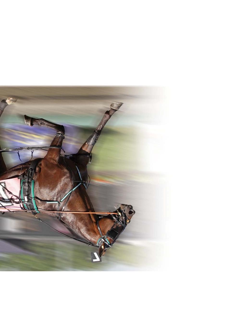 One of the fastest & richest sons of the great Rocknroll Hanover ROCKIN IMAGE ROCKIN IMAGE p,2,1:50.4; 3,1:48.