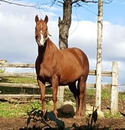 LOT 13 LAYLA Consignor: Aubin, Aimee THOROUGHBRED/WELSH - MARE Jan 07 2016 14.2hh - A quiet good girl, that has been backed for over a year. Fancy mover. Very Hunter type. Pleasant to work with.