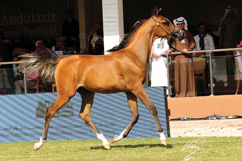 Silver medal Yearling male SAKAB AL MUAWD (STIVAL x MAKISA ROSABELLA) B: SONS OF
