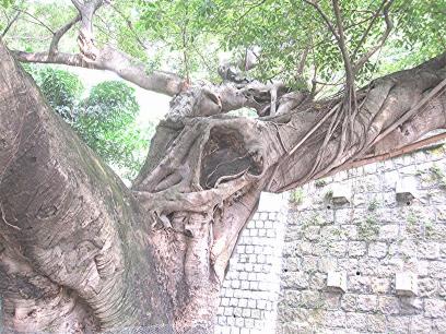 We came across an ancient Ficus Microcarpa