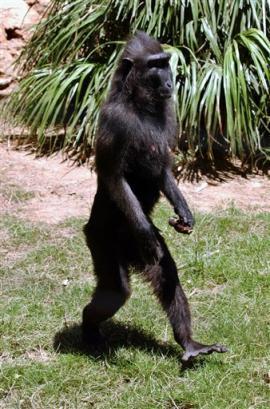 Bonobo: upright
