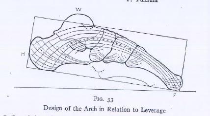 Design of the Longitudinal Arch :