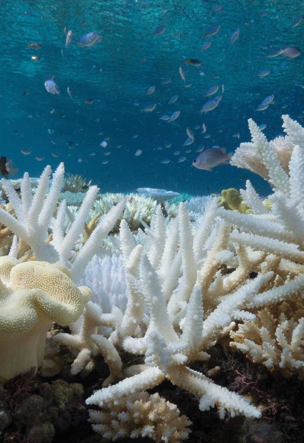 THE GREAT BARRIER REEF Coral reefs have been called the rainforests of the ocean because they are so rich in biodiversity. They are home to a quarter of all marine life.