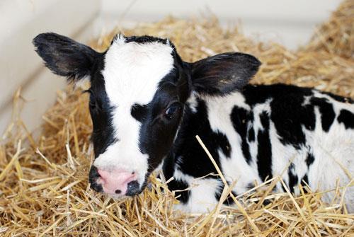 Check for Hernias Don t Buy Calves with