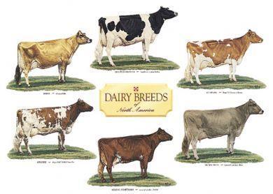 Dairy Cow & Heifer Projects Tue.
