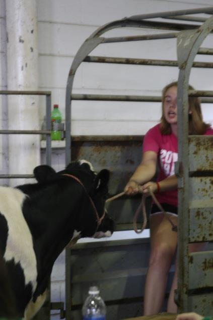Dairy Feeders must weigh 350 to 650 pounds to show and sale at the Clark County Fair! Fair Weigh-In, Fri., July 19, 6-9 PM, Cattle Arena Showmanship, Sun.