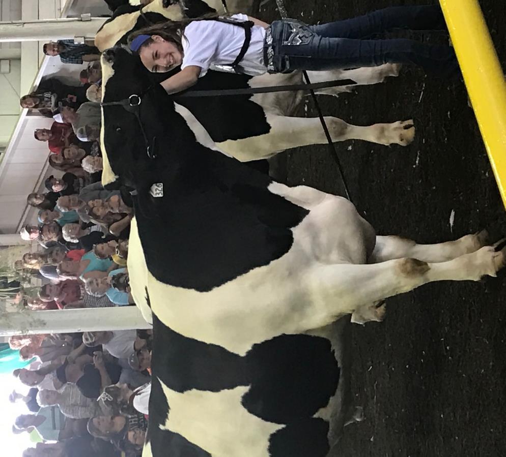 Market Dairy Steers must weigh 1000 pounds to show and sale at the Clark County Fair! Fair Weigh-In, Fri., July 19, 6:30 PM-7:30 PM, Expo Center Showmanship, Sun.