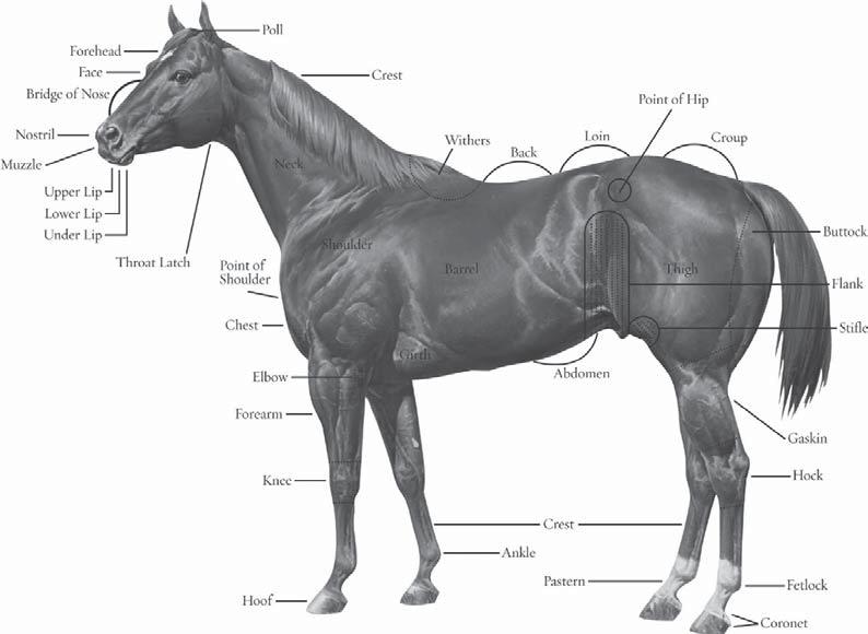 Figure 3-3 The American Quarter Horse external features Head. Starting at the horse s head, an effort will be made to define and describe the various parts of the horse s body.