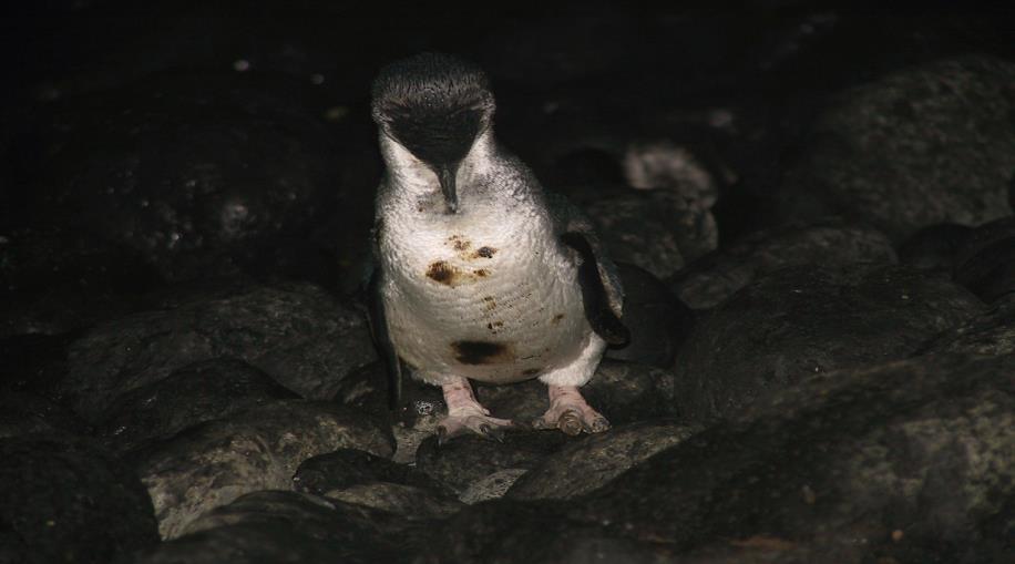 Wildlife rescue and rehabilitation Two dedicated fulltime staff for wildlife rescue and rehabilitation Wildlife clinic, can cater for up to 1,500 penguins In 2015/16: Cared for 120