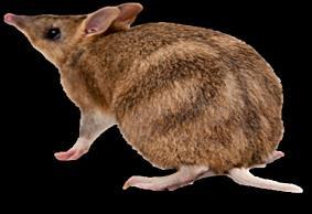 Threatened species translocations Eastern Barred Bandicoots Critically endangered Only exist on mainland in