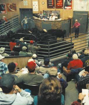 An innovative auction market operator in the Show Me State has joined forces with area Angus seedstock producers to show the way.