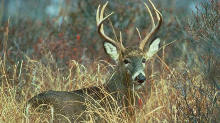 USFWS PHOTO BACK TAGS ARE NO LONGER REQUIRED TO BE WORN WHILE HUNTING. Certain metro sub-units offer, at no cost, a Metro Sub-unit Antlerless Deer Tag.