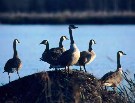 Canada Geese Hunters can expect good Canada goose hunting opportunities hunters are encouraged to pursue geese early in the fall and adapt as they change movement patterns throughout the season.