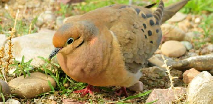 Mourning doves Remember: Hunters must be HIP registered and use non-toxic shot when hunting doves on DNR-managed lands. In 2016, the dove hunting season will run from Sept. 1 to Nov. 29.