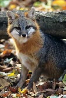 Gray fox, like raccoons, are susceptible to canine distemper virus.