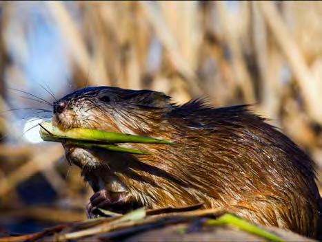 Muskrat and Mink Mink and muskrat populations appear to be faring relatively well in much of Wisconsin, though local populations can vary depending on water levels and wetland habitat.