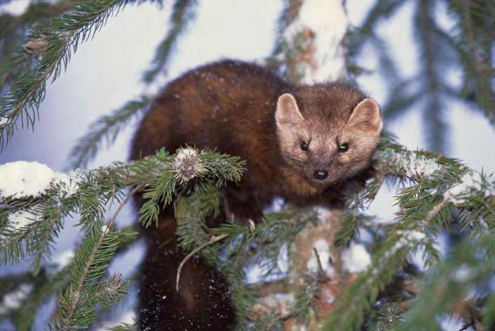 TATIANA GETTELMAN / Creative Commons American (Pine) Marten American marten, also known as pine marten, are a state protected mammal.