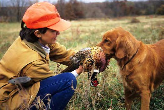 Ringnecked Pheasant Visitors to DNR s ring-necked pheasant page this fall will find a 2016 pheasant stocking information sheet, which identifies public hunting grounds slated for pheasant stocking.