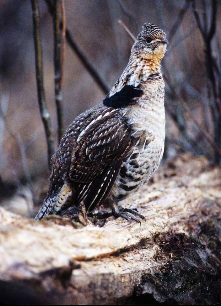 Ruffed Grouse Each spring, biologists, wardens, members of the Ruffed Grouse Society and many others travel survey routes to record ruffed grouse drumming activity.