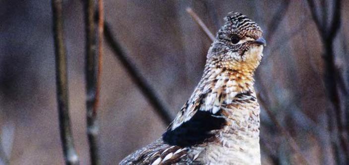 A male will display on a drumming log and rapidly beat his wings to produce this sound. Ruffed grouse drumming surveys have been used since 1964 to monitor ruffed grouse population trends.