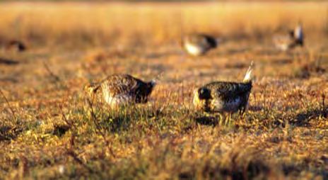 Sharptailed Grouse Twenty-five sharp-tailed grouse harvest permits have been made available for the 2016 hunting season in Game Management Unit 8 in northwestern Wisconsin.