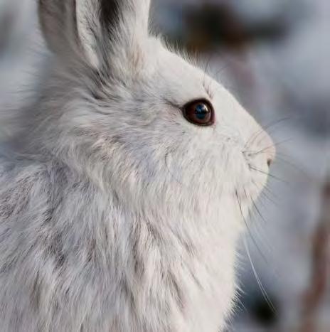 Rabbits & Hares Cottontail Rabbits Cottontail rabbits are a very popular small game animal and provide for great recreational hunting opportunities throughout Wisconsin.