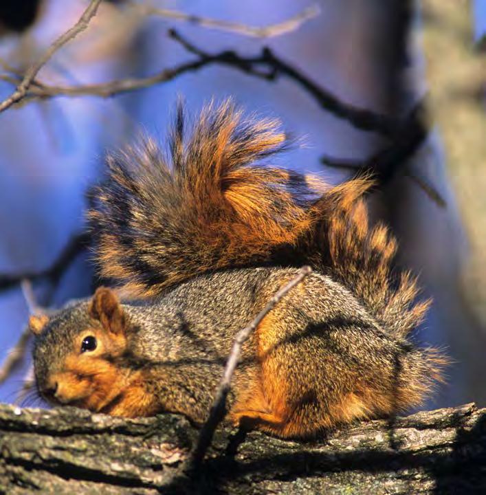 Gray & Fox Squirrels Gray & Fox Squirrel Season Information Squirrels are a popular game species and can provide great early-season hunting opportunities, especially for beginners.